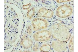 Immunohistochemistry of paraffin-embedded human kidney tissue using ABIN7168635 at dilution of 1:100 (Sclerostin 抗体  (AA 24-213))