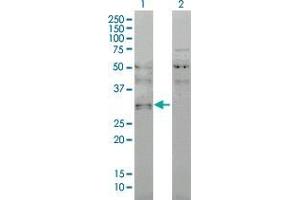 Lane 1: OLIG1 transfected lysate ( 27.