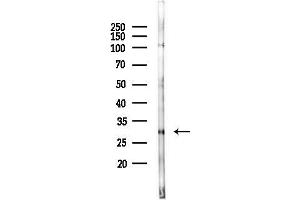 Western blot analysis of lysates from Rat brain, using OR10X1 Antibody at 1/1000 dilution.