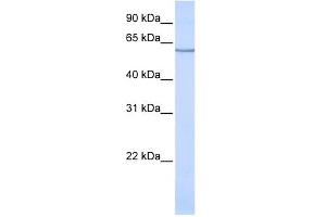 SLC1A1 antibody used at 1 ug/ml to detect target protein. (SLC1A1 抗体  (N-Term))