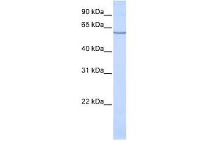 Western Blotting (WB) image for anti-Solute Carrier Family 1 (Neuronal/epithelial High Affinity Glutamate Transporter, System Xag), Member 1 (SLC1A1) (N-Term) antibody (ABIN635938)