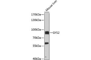 Western blot analysis of extracts of mouse liver, using GYS2 antibody (ABIN6129730, ABIN6141549, ABIN6141550 and ABIN6216850) at 1:3000 dilution. (Glycogen Synthase 2 抗体  (AA 594-703))