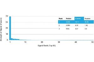 Analysis of Protein Array containing >19,000 full-length human proteins using CD68 Mouse Monoclonal Antibody (C68/2709) Z- and S- Score: The Z-score represents the strength of a signal that a monoclonal antibody (MAb) (in combination with a fluorescently-tagged anti-IgG secondary antibody) produces when binding to a particular protein on the HuProtTM array. (CD68 抗体  (AA 150-221))