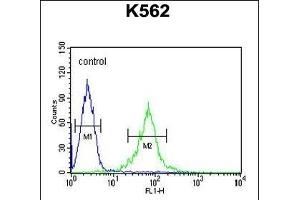 GAS2L1 Antibody (C-term) (ABIN654192 and ABIN2844043) flow cytometric analysis of K562 cells (right histogram) compared to a negative control cell (left histogram). (GAS2L1 抗体  (C-Term))
