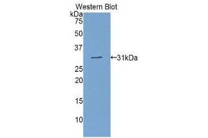 Western Blotting (WB) image for anti-Electron-Transfer-Flavoprotein, alpha Polypeptide (ETFA) (AA 34-295) antibody (ABIN1858742) (ETFA 抗体  (AA 34-295))