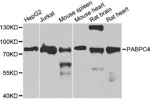 Western blot analysis of extracts of various cell lines, using PABPC4 antibody (ABIN5973544) at 1/1000 dilution.