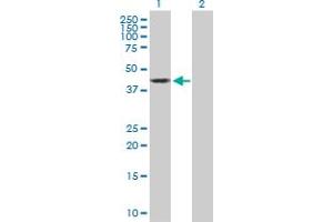 Western Blot analysis of OBFC1 expression in transfected 293T cell line by OBFC1 MaxPab polyclonal antibody. (OBFC1 抗体  (AA 1-368))