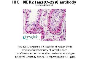 Image no. 1 for anti-NIMA (Never in Mitosis Gene A)-Related Kinase 2 (NEK2) (AA 287-299) antibody (ABIN1737250) (NEK2 抗体  (AA 287-299))