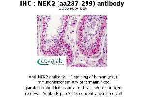 Image no. 1 for anti-NIMA (Never in Mitosis Gene A)-Related Kinase 2 (NEK2) (AA 287-299) antibody (ABIN1737250)
