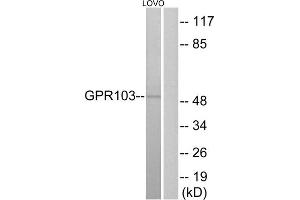 Western blot analysis of extracts from LOVO cells, using GPR103 antibody. (QRFPR 抗体  (Internal Region))