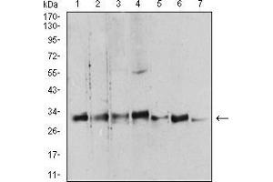 Western Blotting (WB) image for anti-14-3-3 alpha + beta (YWHAB) (AA 1-246) antibody (ABIN5542549)