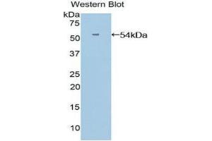 Western Blotting (WB) image for anti-Angiopoietin-Like 3 (ANGPTL3) (AA 17-460) antibody (ABIN1858004) (ANGPTL3 抗体  (AA 17-460))
