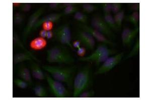Image no. 1 for anti-Jun Proto-Oncogene (JUN) (pThr239) antibody (ABIN196652) (C-JUN 抗体  (pThr239))