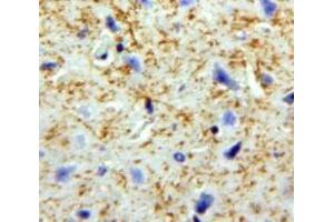 Used in DAB staining on fromalin fixed paraffin-embedded Brain tissue (PNOC 抗体  (AA 20-176))