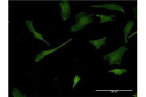 Immunofluorescence (IF) image for anti-Pleckstrin (PLEK) (AA 121-230) antibody (ABIN518960)