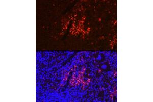 Immunofluorescence analysis of mouse spleen using CD40 Rabbit pAb (ABIN3020703, ABIN3020704, ABIN3020705 and ABIN6213680) at dilution of 1:100 (40x lens). (CD40 抗体)