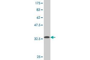 Western Blot detection against Immunogen (33. (WRB 抗体  (AA 29-101))