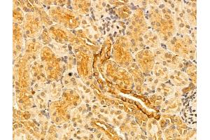 ABIN6261329 and ABIN6273042 at 1/100 staining Rat kidney tissue by IHC-P. (DNAJB14 抗体  (C-Term))