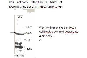 Image no. 1 for anti-Eukaryotic Translation Initiation Factor 2C, 4 (EIF2C4) antibody (ABIN790840) (AGO4 抗体)