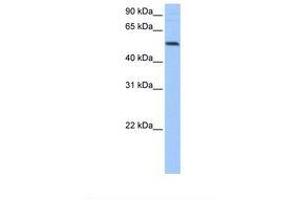 Image no. 1 for anti-G-Rich RNA Sequence Binding Factor 1 (GRSF1) (AA 175-224) antibody (ABIN6737914) (GRSF1 抗体  (AA 175-224))