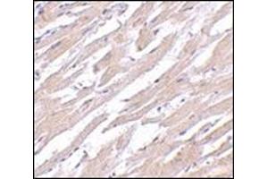 Immunohistochemistry of POFUT1 in human heart tissue with this product at 2. (POFUT1 抗体  (N-Term))