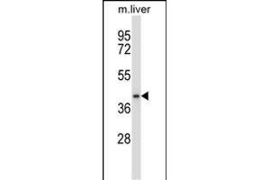DGT1 Antibody (N-term) (ABIN657891 and ABIN2846843) western blot analysis in mouse liver tissue lysates (35 μg/lane). (DPAGT1 抗体  (N-Term))