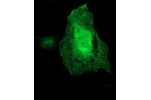 Anti-ARCN1 mouse monoclonal antibody (ABIN2455571) immunofluorescent staining of COS7 cells transiently transfected by pCMV6-ENTRY ARCN1 (RC210778). (ARCN1 抗体)
