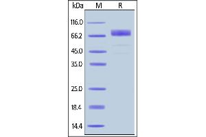 SDS-PAGE (SDS) image for Growth Hormone Receptor (GHR) (AA 19-264) (Active) protein (Fc Tag) (ABIN6809923)