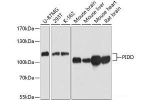 Western blot analysis of extracts of various cell lines using PIDD Polyclonal Antibody at dilution of 1:1000. (PIDD 抗体)