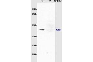 L1 rat liver lysates L2 rat kidney lysates probed with Rabbit Anti-ERK1 (Thr203/Tyr205) + ERK2 (Thr183/Tyr185) Polyclonal Antibody, Unconjugated (ABIN687727) at 1:200 overnight at 4 °C. (ERK1/2 抗体  (pThr183, pTyr185))