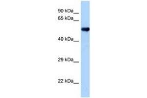 Image no. 1 for anti-Oxidative-Stress Responsive 1 (OXSR1) (AA 307-356) antibody (ABIN6748145)