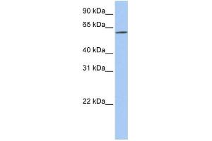 WB Suggested Anti-SLC22A14 Antibody Titration:  0. (SLC22A14 抗体  (N-Term))