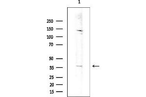 Western blot analysis of lysates from Mouse testis, using OR52 Antibody at 1/1000 dilution.