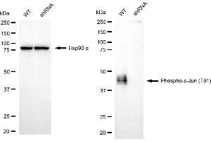 Western blotting analysis using phospho-c-Jun (T91) antibody (ABIN7799146).