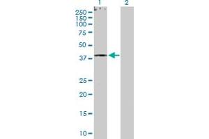 Western Blot analysis of RXRG expression in transfected 293T cell line by RXRG MaxPab polyclonal antibody. (Retinoid X Receptor gamma 抗体  (AA 1-463))