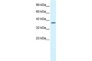 Human HepG2; WB Suggested Anti-PSMD14 Antibody Titration: 1. (PSMD14 抗体  (N-Term))