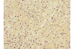Immunohistochemistry of paraffin-embedded human adrenal gland tissue using ABIN7158575 at dilution of 1:100 (LRP4 抗体  (AA 1500-1725))