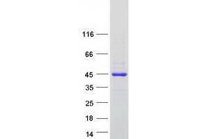 Validation with Western Blot