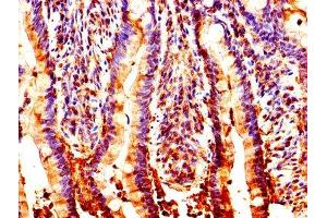 IHC image of ABIN7161954 diluted at 1:200 and staining in paraffin-embedded human small intestine tissue performed on a Leica BondTM system. (NUCB2 抗体  (AA 25-106))