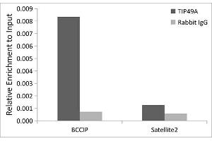 Chromatin immunoprecipitation analysis of extracts of HepG2 cells, using RUVBL1/TIP49A/PONTIN Rabbit mAb antibody (ABIN7270118) and rabbit IgG. (RUVBL1 抗体)