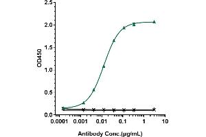Immobilized human CD20 His at 2 μg/mL can bind Anti-CD20 Reference Antibody (rituximab), EC50=0. (Recombinant MS4A1 (Rituximab Biosimilar) 抗体)