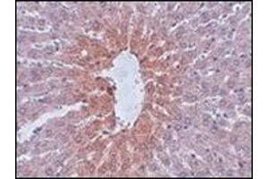Immunohistochemistry of JMJD1C in rat liver tissue with this product at 2. (JMJD1C 抗体  (N-Term))