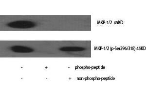 Western Blot (WB) analysis of specific cells using Phospho-MKP-1/2 (S296/318) Polyclonal Antibody. (MKP-1/2 抗体  (pSer296, pSer318))