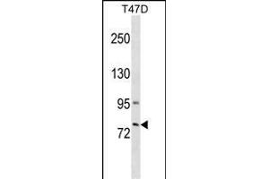 GLB1L3 Antibody (C-term) (ABIN1537382 and ABIN2849577) western blot analysis in T47D cell line lysates (35 μg/lane). (GLB1L3 抗体  (C-Term))