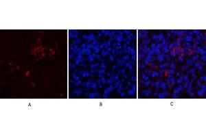 Immunofluorescence analysis of rat spleen tissue.