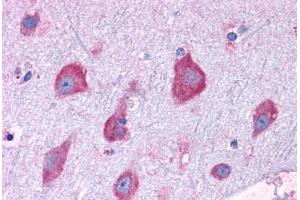 Anti-RPL22 antibody IHC staining of human brain, cortex. (RPL22 抗体  (AA 106-119))