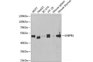 Western blot analysis of extracts of various cell lines using GABPB1 Polyclonal Antibody at dilution of 1:1000. (GABPB1 抗体)