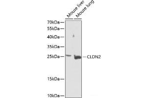 Western blot analysis of extracts of various cell lines using CLDN2 Polyclonal Antibody at dilution of 1:1000. (Claudin 2 抗体)