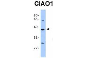 Host:  Rabbit  Target Name:  CIAO1  Sample Type:  721_B  Antibody Dilution:  1. (CIAO1 抗体  (Middle Region))