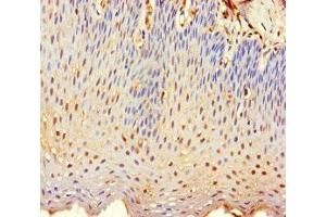 Immunohistochemistry of paraffin-embedded human tonsil tissue using ABIN7173207 at dilution of 1:100 (CNPY2/MSAP 抗体  (AA 1-129))